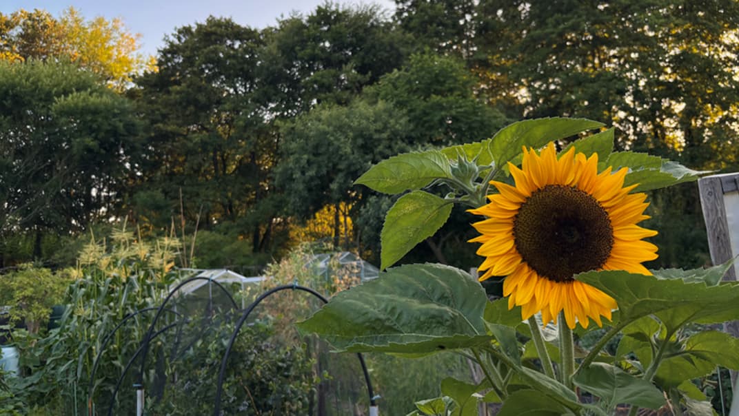 How to keep your gardening looking blooming in hot weather- image