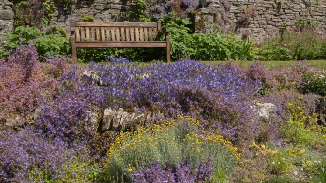 Planning a drought-proof garden for 2027 - image