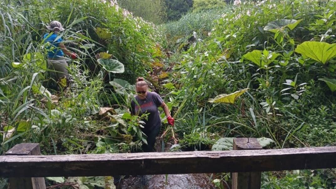 Volunteers support with Bourne Stream clean-up project to remove invasive plants - image