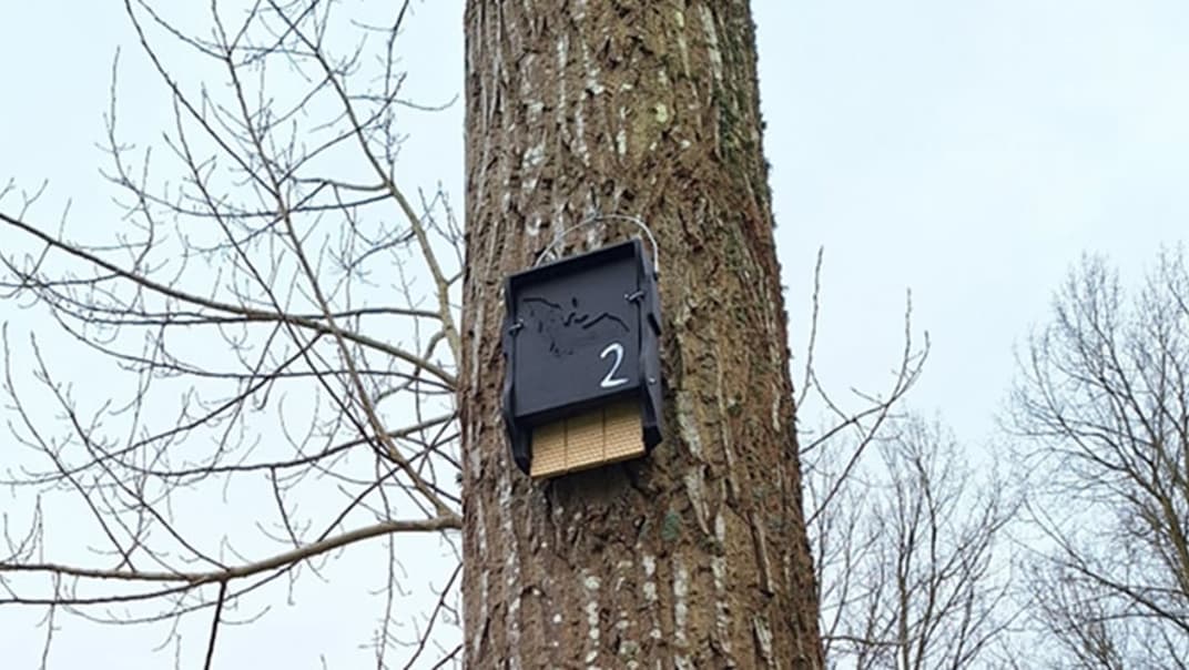 Bournemouth Water installs dozens of bat boxes to improve local environment- image