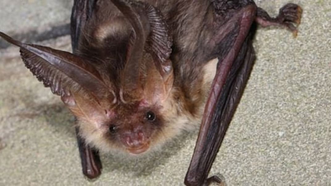 Bournemouth Water teams up with scout group to support vital bat conservation at Knapp Mill- image