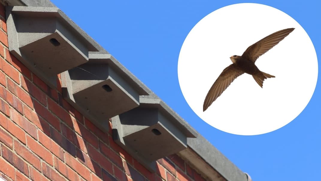 Bournemouth Water installs 20 new swift boxes in bid to protect falling numbers- image