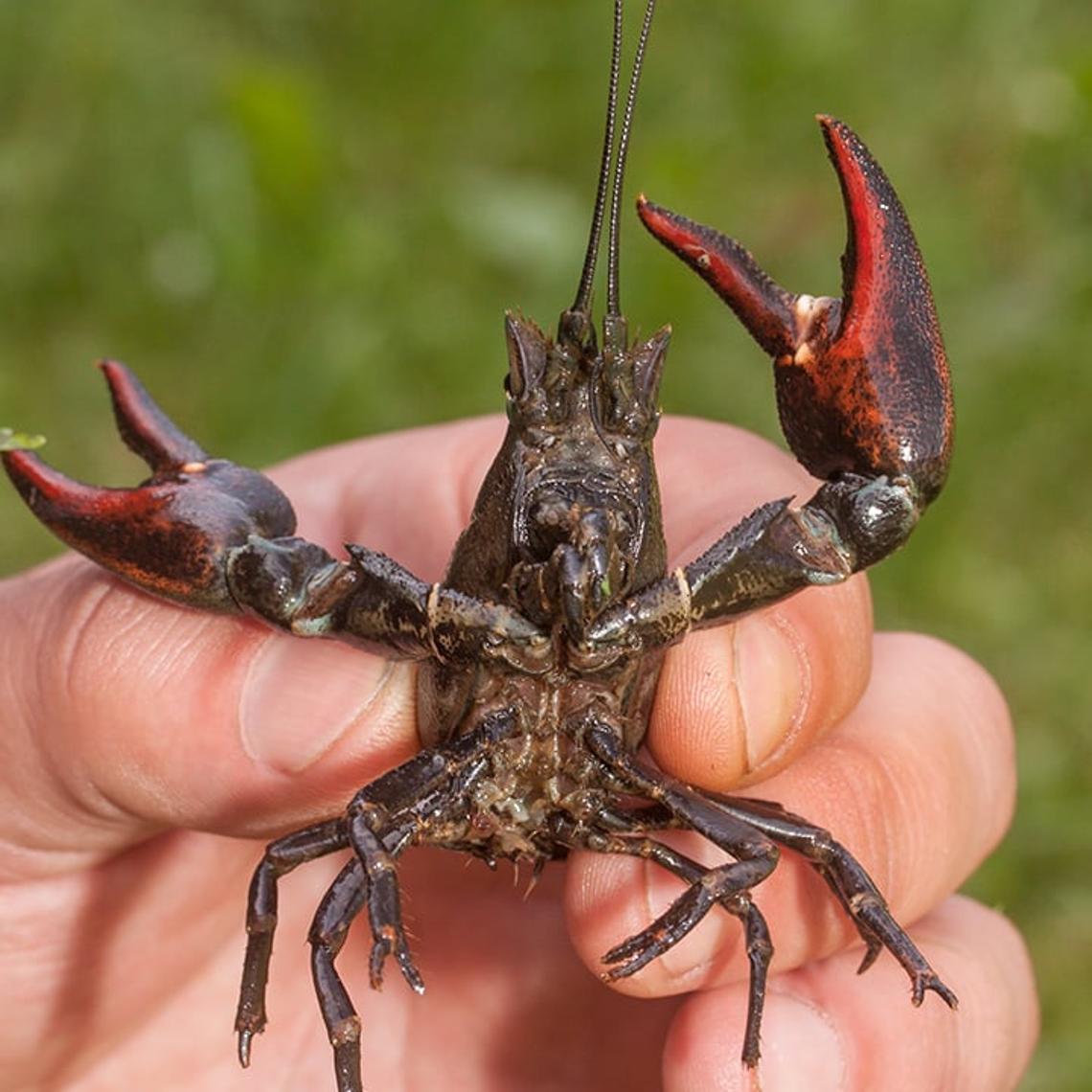 american signal crayfish