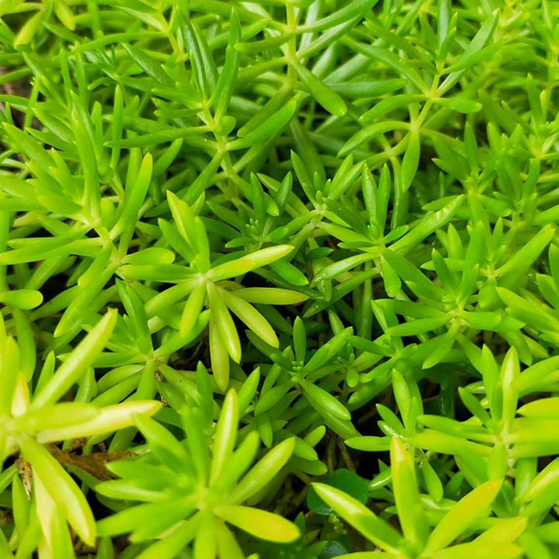 Crassula waterweed