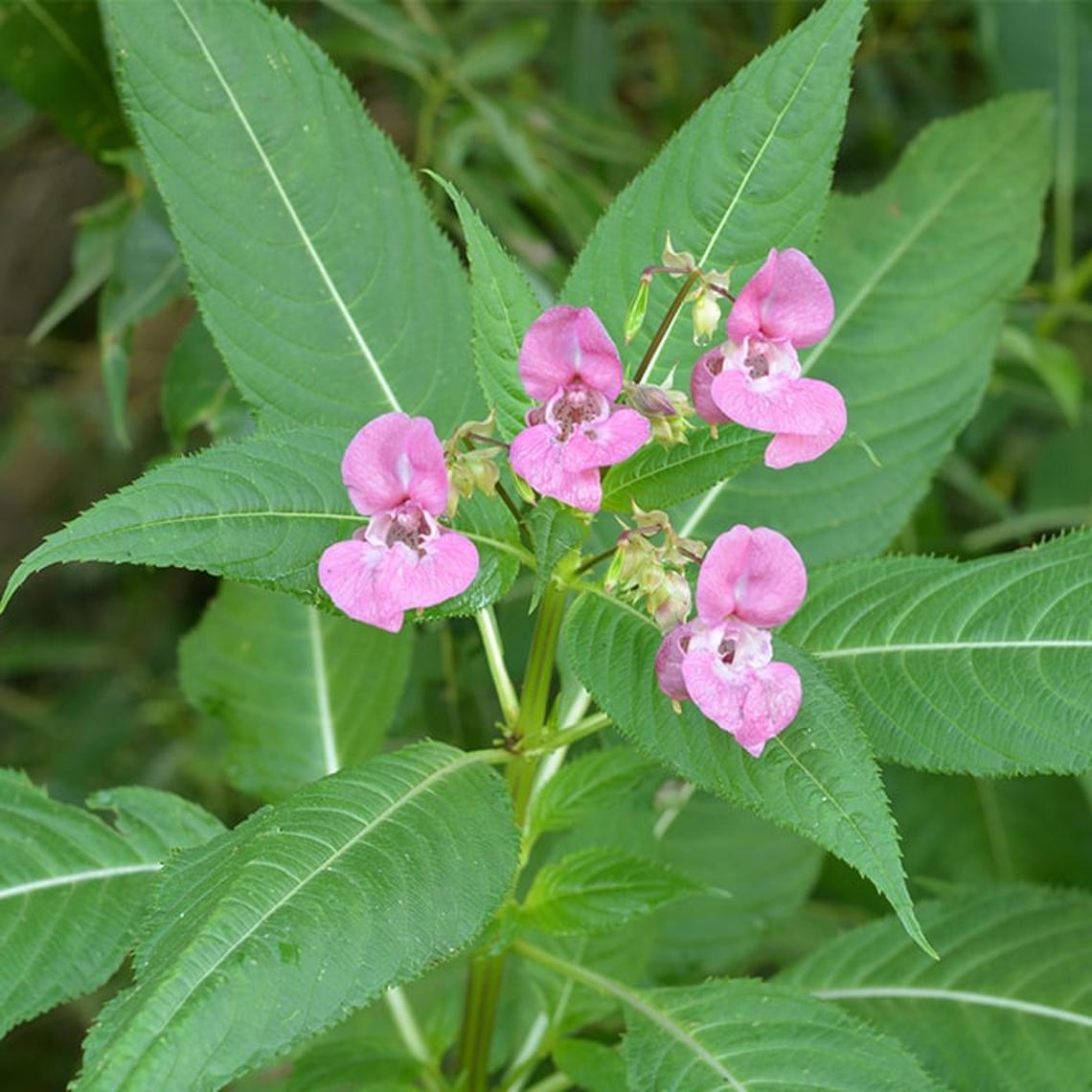 Himalayan Balsam