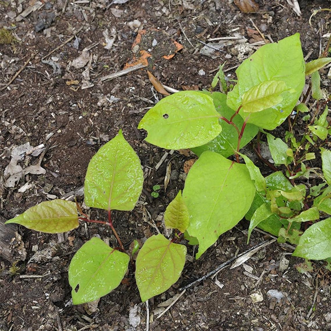 Japanese knotweed