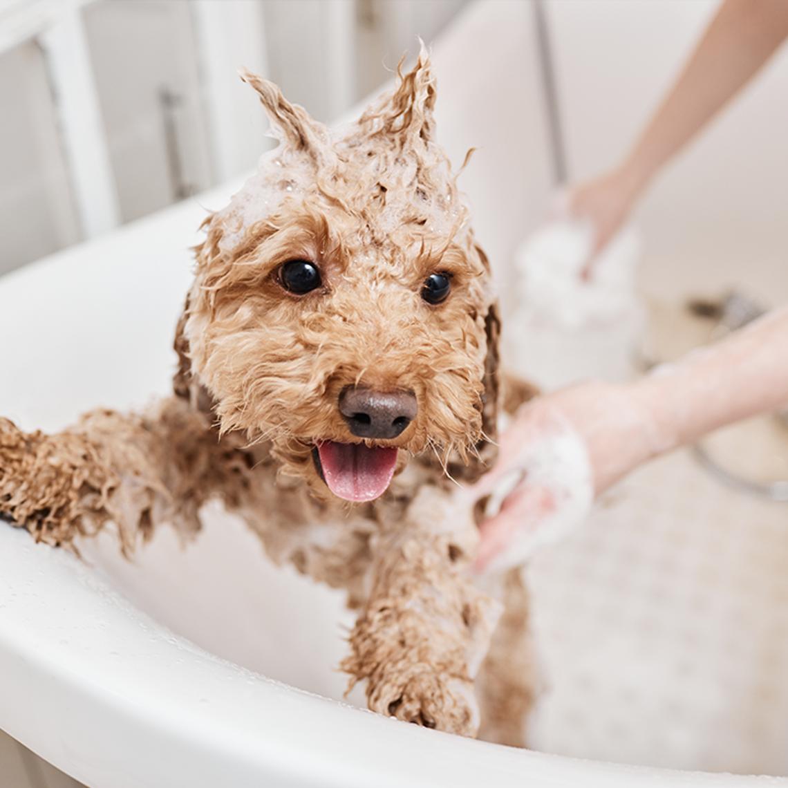 dog in bath