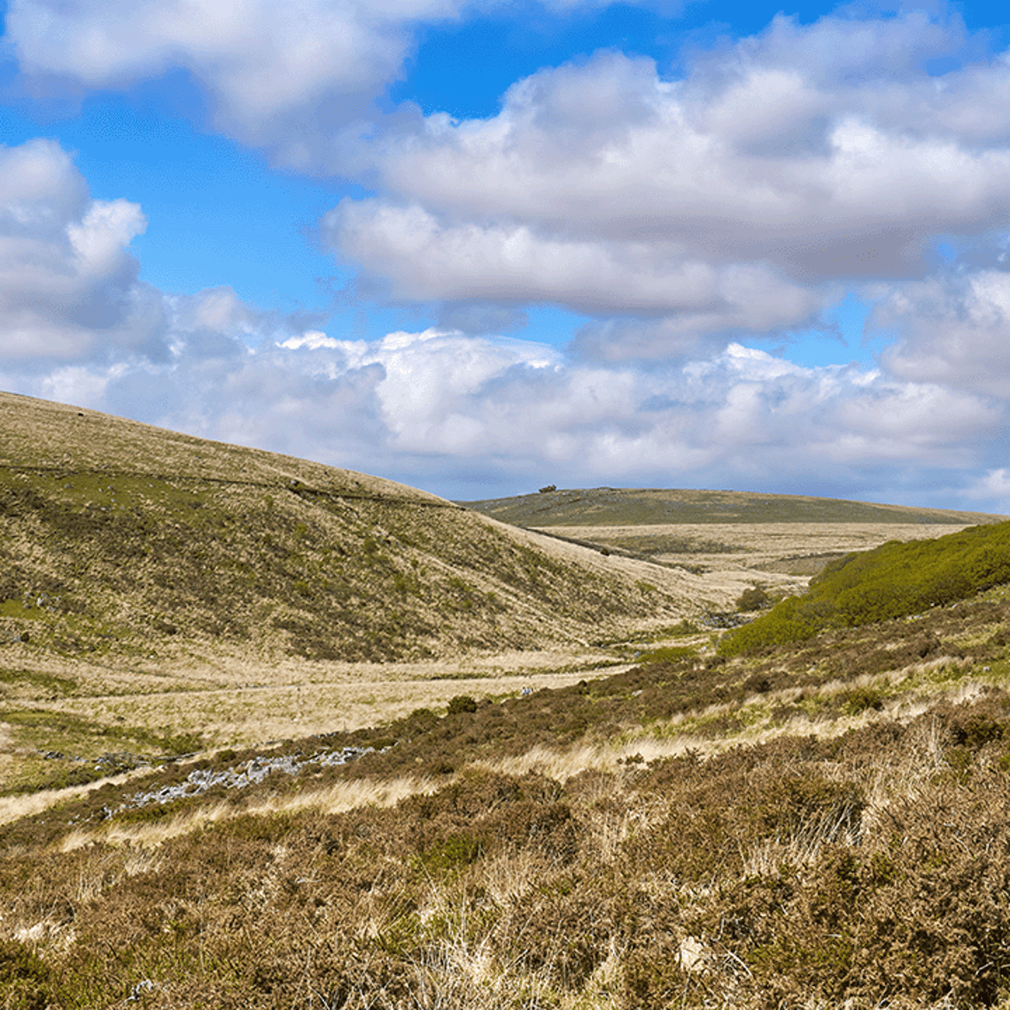 Picture of peatlands 