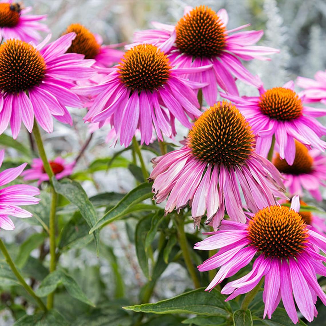 Photo of echinacea purpurea