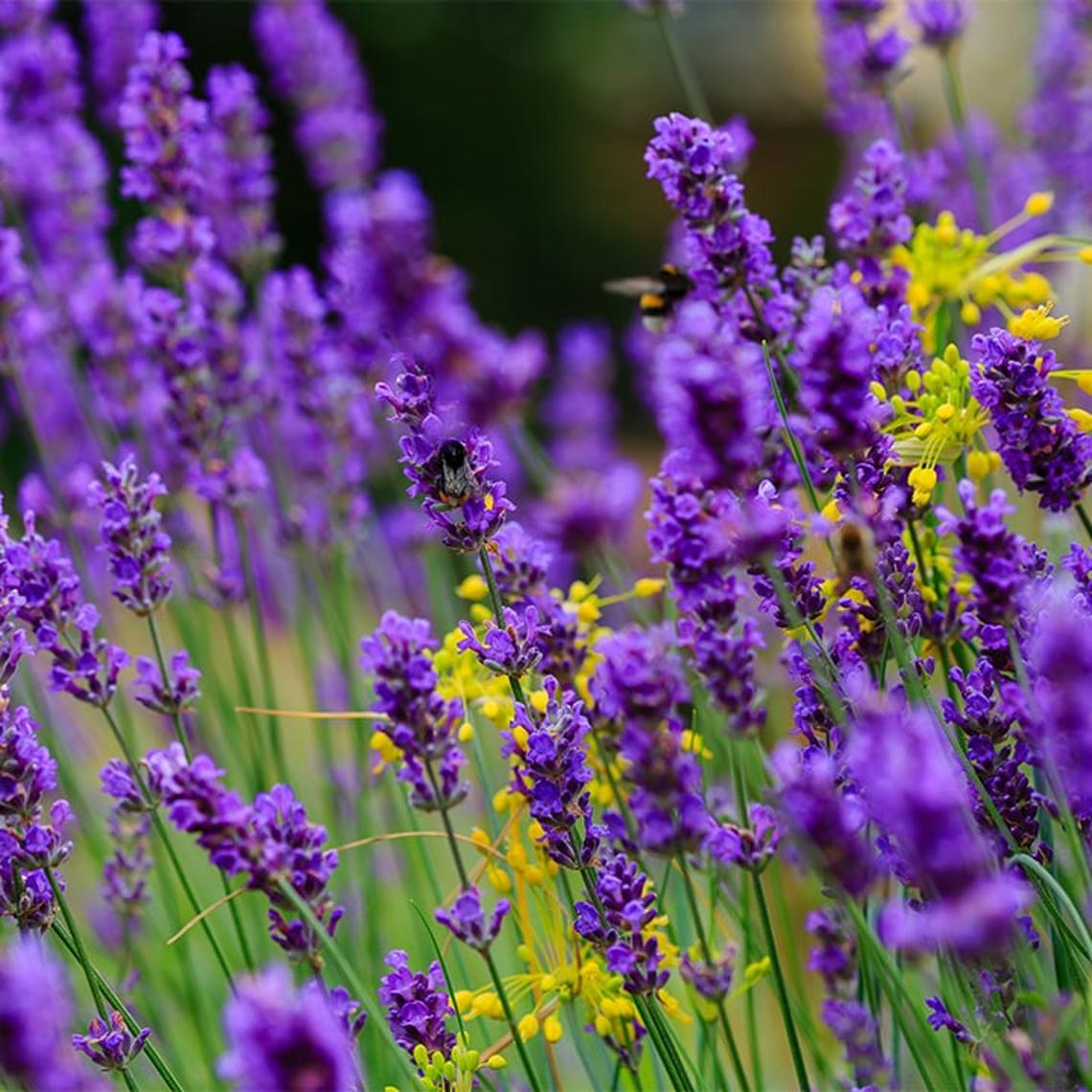 Photo of lavender
