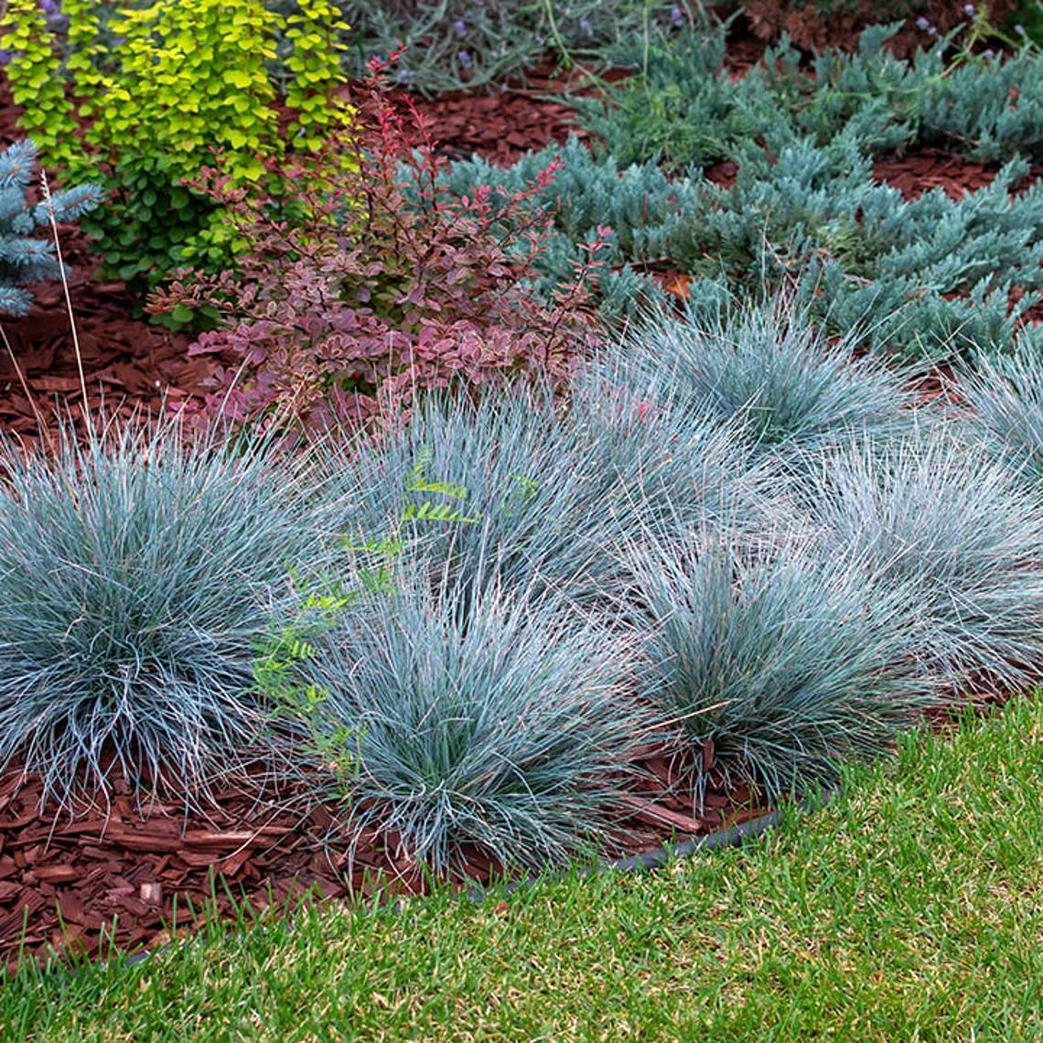 Photo of ornamental grass