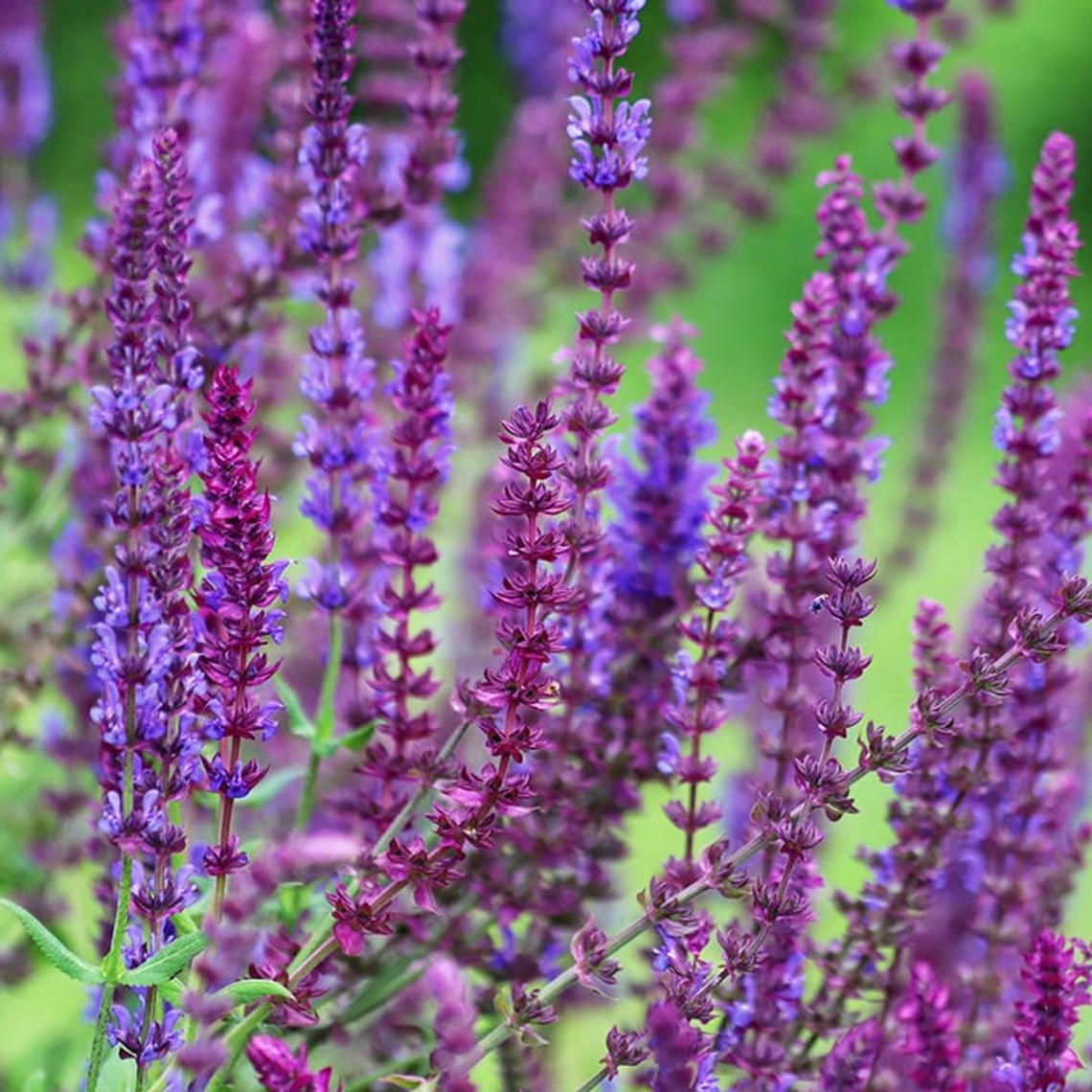 Photo of salvia