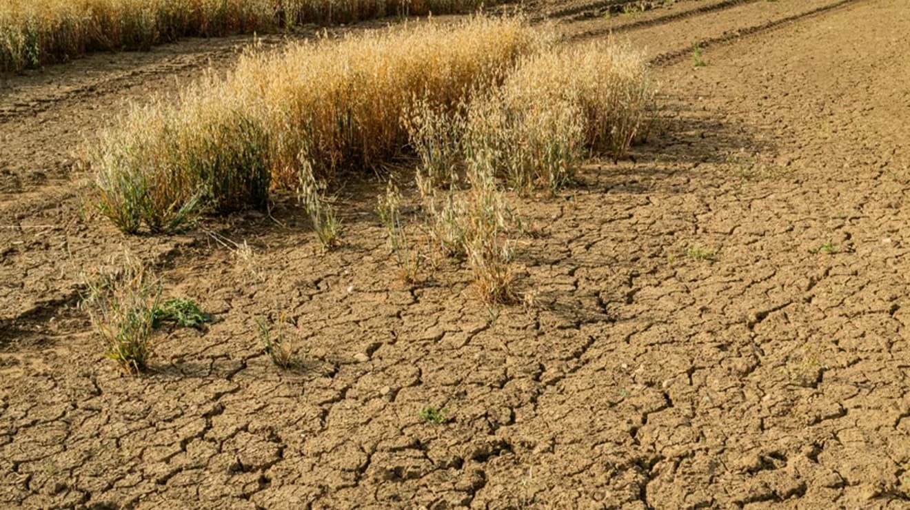 Dry cracked earth and brown plants affected by drought