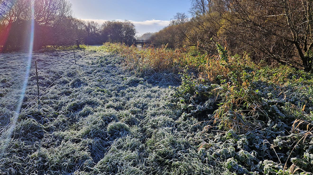 Frosty grass in Ringwood