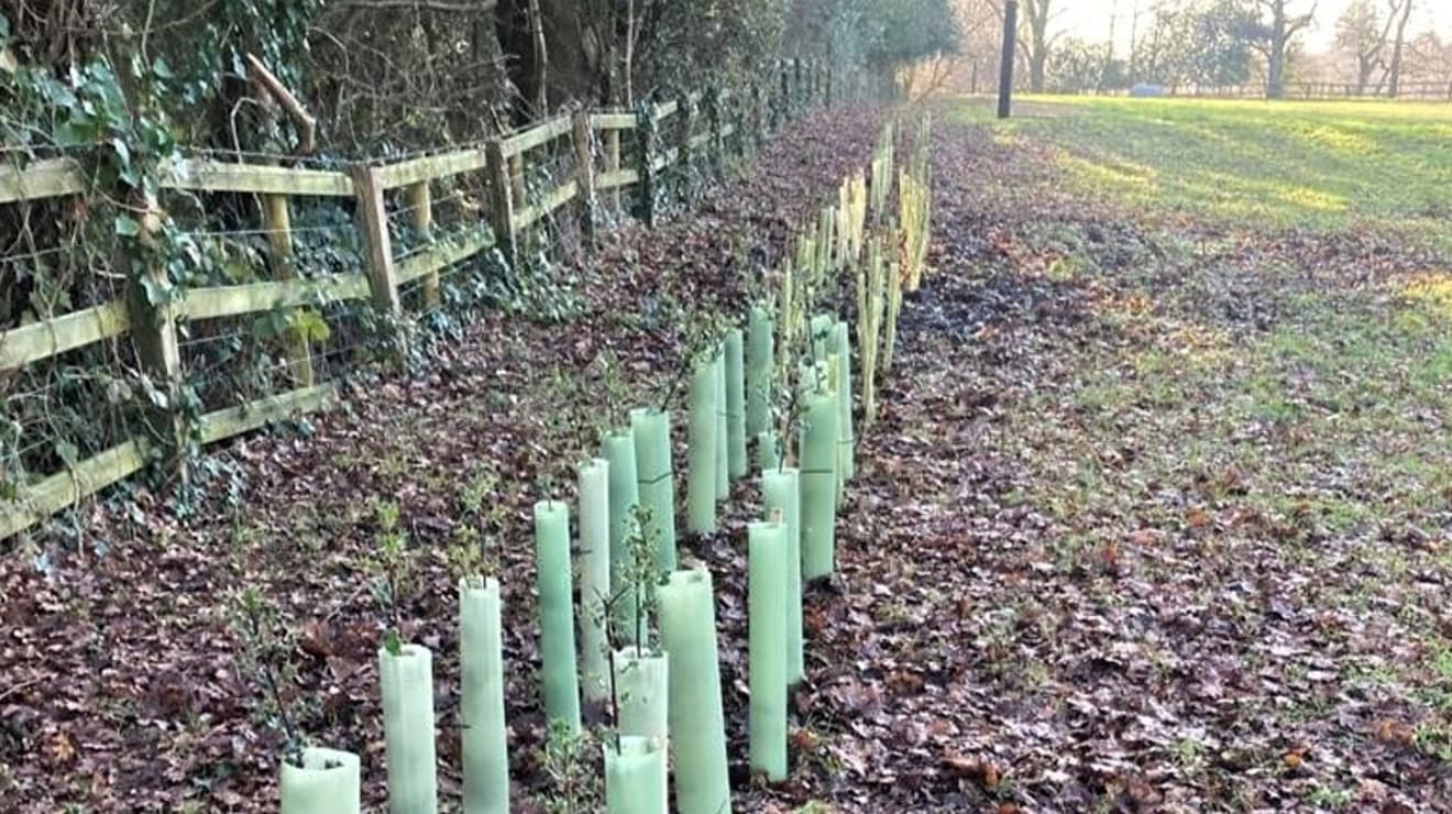 Tree planting in bournemouth