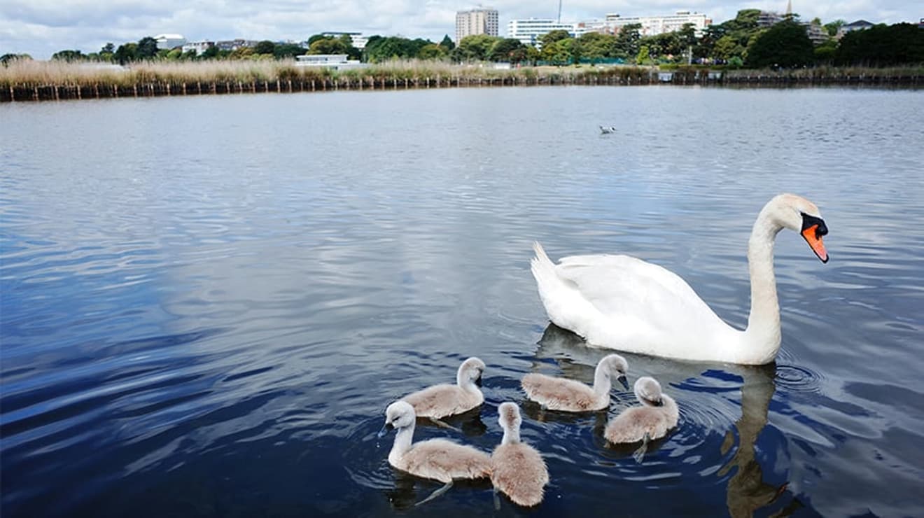 Swan on bournemouth lake