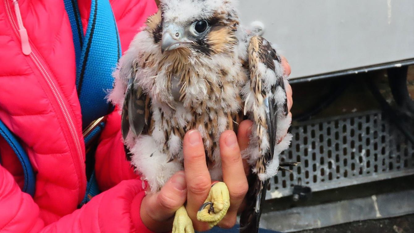 Peregrine falcons take flight at our New Milton water tower image