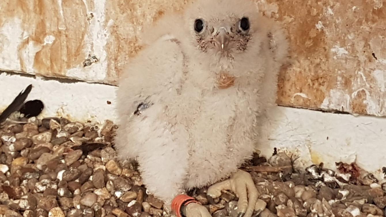 Making their nest inside the water tower turret image