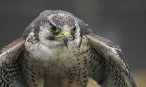 Peregrine falcon