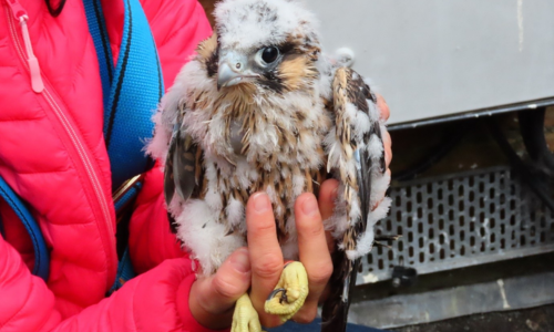 a baby peregrine falcon