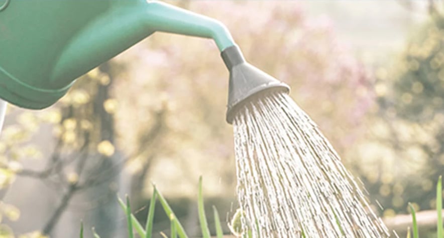 Top tips to help save water in your garden