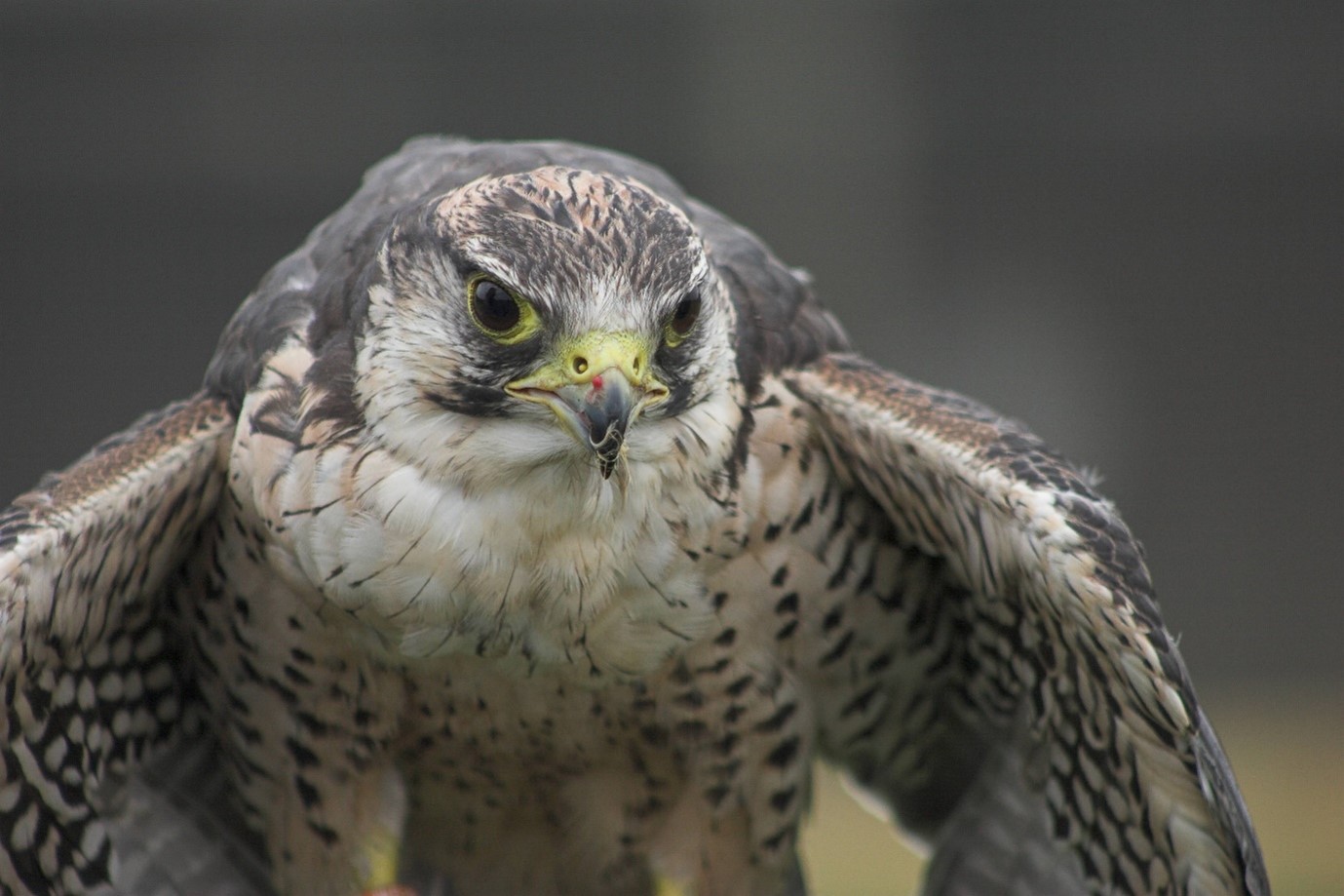 A soaring success: peregrine falcons thrive at our New Milton water tower