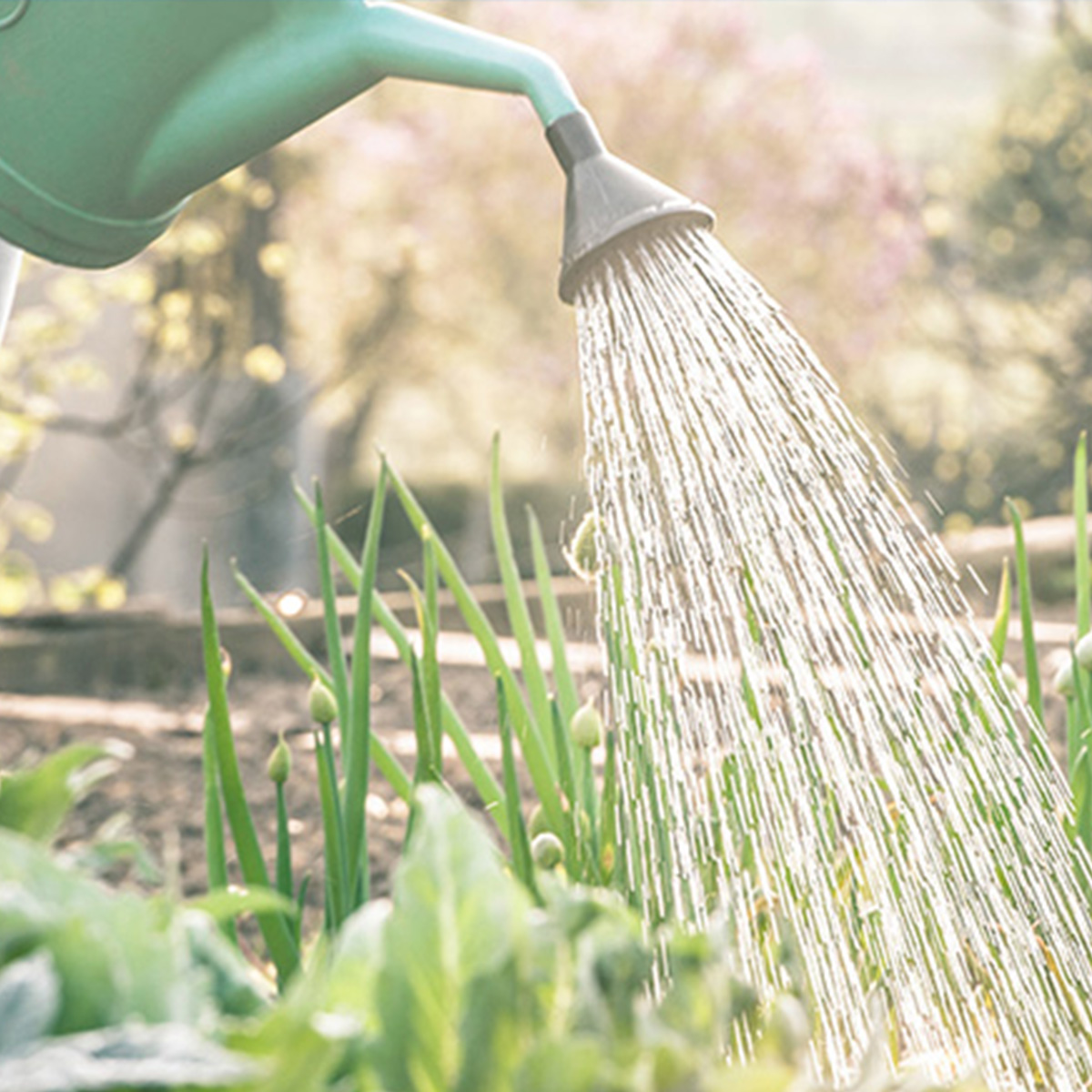 Top tips to help save water in your garden