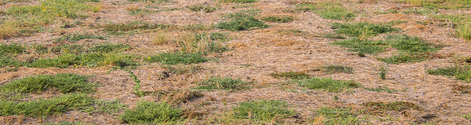 Dead grass