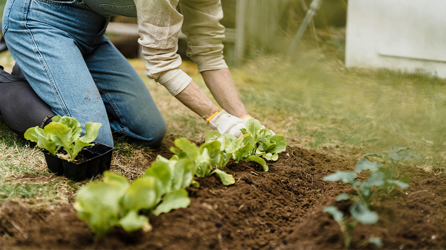 Lady in jeans planting lettuce