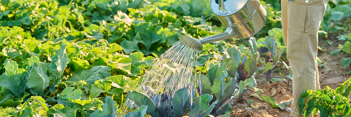 Watering vegetables with a watering can