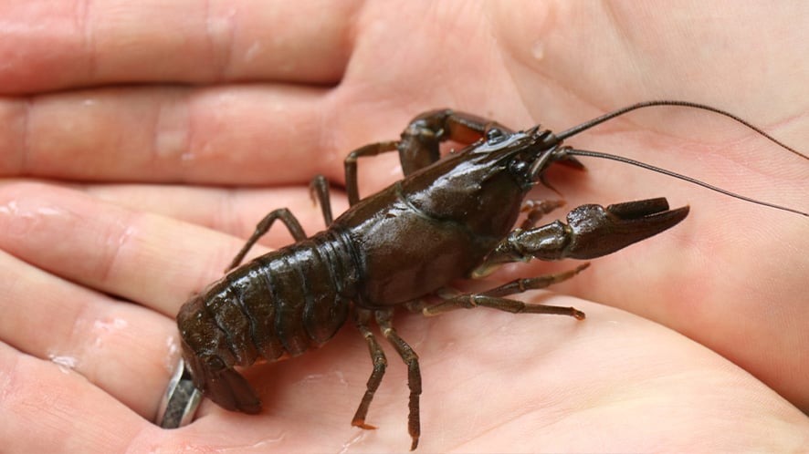 Crayfish on a hand