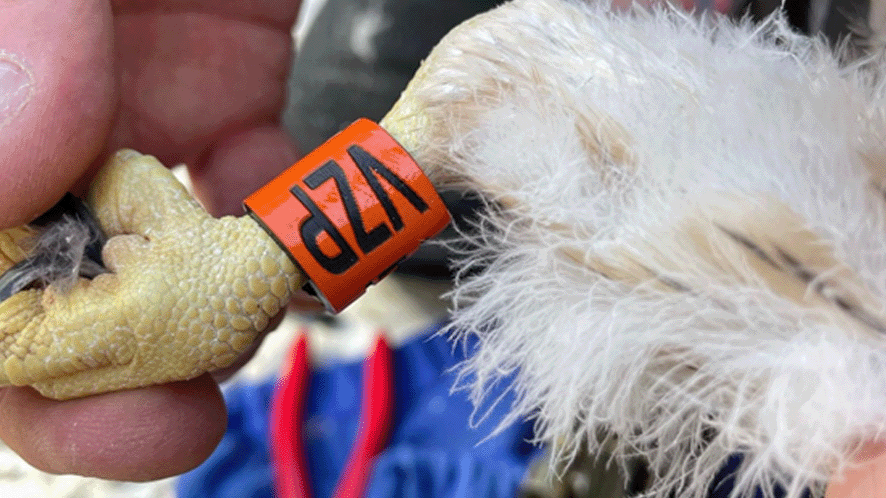 Close up of a falcon foot
