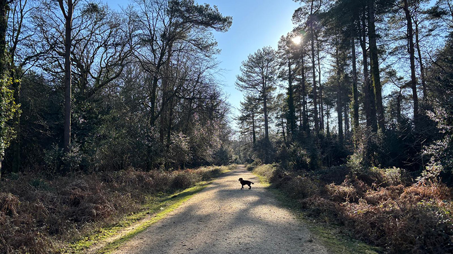 Dog walking in the New Forest