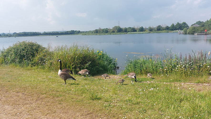 Goslings on Longham Lakes