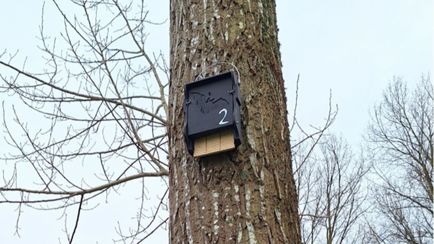 Bournemouth Water installs dozens of bat boxes to improve local environment