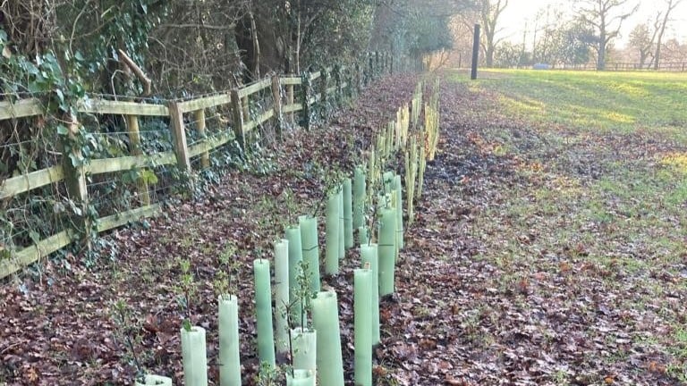 Bournemouth Water celebrates National Tree Week after planting over 2,300 trees